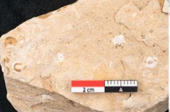 Foto (Detailansicht) von Plantae indet.  (NHMW-GEO-2024-0188-11511)